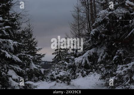 Schneebedeckte Bäume im Wald Stockfoto