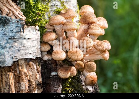 Pilze armillaria mellea, bekannt als Honigpilz, wachsen auf Birkenstämmen. Stockfoto