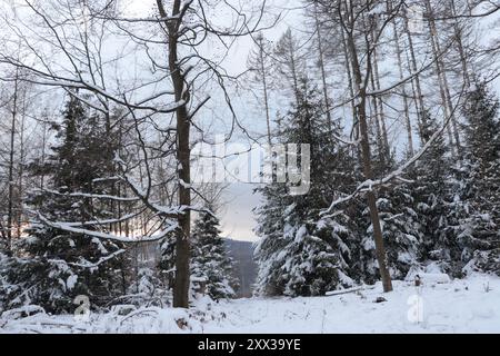 Schneebedeckte Bäume im Wald Stockfoto