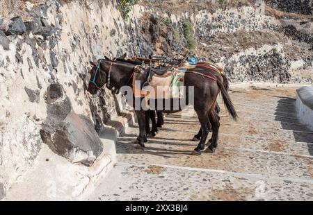 Esel warten auf Stufen des Eselpfades in Santorin, Griechenland. Stockfoto