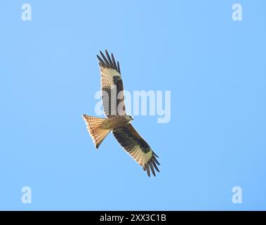 Junger Roter Drachen im Flug Stockfoto