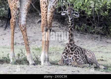 Maasai Giraffe, Mutter mit Kalb, Lake Natron, Tansania Stockfoto