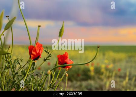 Nahaufnahme von zwei blühenden roten Mohnblumen in einem Feld mit gelben Wildblumen und grünen Wiesen, ein bewölkter Tag im Frühling Stockfoto