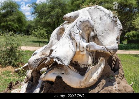 Elefantenschädel im Tarangire Nationalpark, Tansania Stockfoto