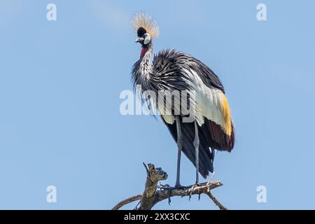 Graukräne, Tarangire-Nationalpark, Tansania Stockfoto