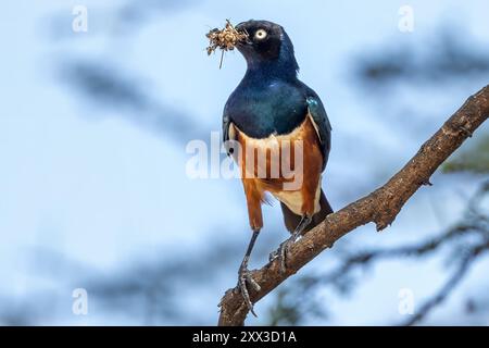 Herrlicher Star mit Schnäbel voller Termiten, Tarangire Nationalpark, Tansania Stockfoto