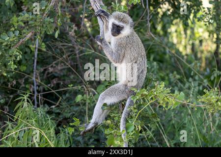 Der Affe hängt an einem Zweig, Tarangire-Nationalpark, Tansania Stockfoto