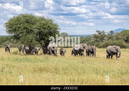 Elefant, Tarangire Nationalpark, Tansania Stockfoto