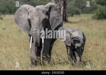 Elefant, Kuh mit Kalb, riechend, Tarangire Nationalpark, Tansania Stockfoto
