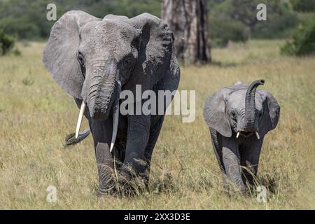 Elefant, Kuh mit Kalb, riechend, Tarangire Nationalpark, Tansania Stockfoto