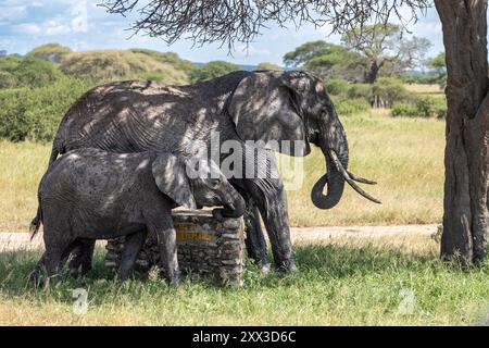 Elefant, Kuh und Kalb mit Beschilderung im Schatten, Tarangire Nationalpark, Tansania Stockfoto