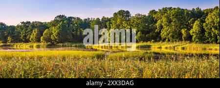 Schilf wächst am Staw Karol (Karol-Teich), nahe Sonnenuntergang vom Deich zwischen Teichen, Barycz Valley Landscape Park, nahe Milicz, Niederschlesien, Polen Stockfoto