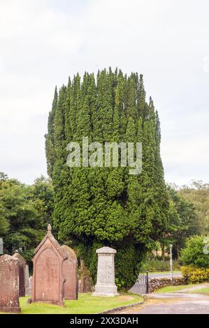 Ein großer irischer Eibenbaum Taxus baccata Fastigiata wächst auf dem Friedhof im Dorf Corsock Dumfries und Galloway Schottland, Vereinigtes Königreich Stockfoto