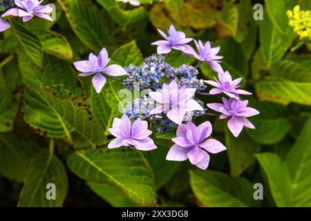 Nahaufnahme der japanischen Hortensie (Hydrangea serrata) Stockfoto