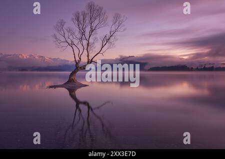 Wintersonnenaufgang im Wanaka Tree, Neuseeland Stockfoto