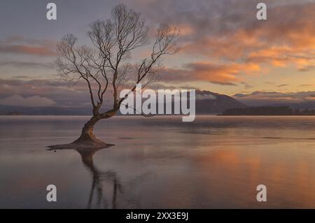 Wintersonnenaufgang im Wanaka Tree, Neuseeland Stockfoto