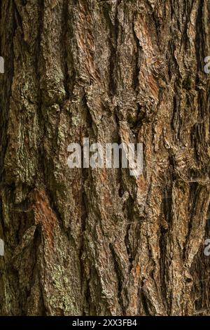 Baumrindenstruktur, gebrochene Rinde. Hintergrundstruktur. Hochwertige Fotos Stockfoto