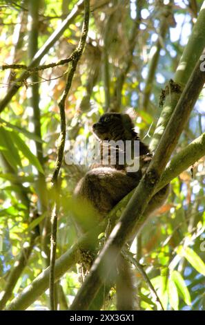 Großer Bambuslemur (Hapalemur simus) im Ranomafana-Nationalpark, Madagaskar. Stockfoto