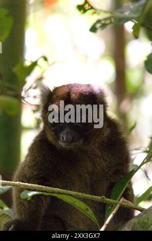 Großer Bambuslemur (Hapalemur simus) im Ranomafana-Nationalpark, Madagaskar. Stockfoto