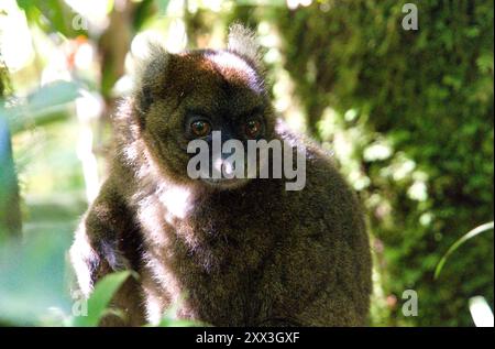 Großer Bambuslemur (Hapalemur simus) im Ranomafana-Nationalpark, Madagaskar. Stockfoto