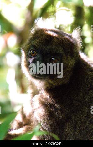Großer Bambuslemur (Hapalemur simus) im Ranomafana-Nationalpark, Madagaskar. Stockfoto