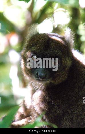 Großer Bambuslemur (Hapalemur simus) im Ranomafana-Nationalpark, Madagaskar. Stockfoto