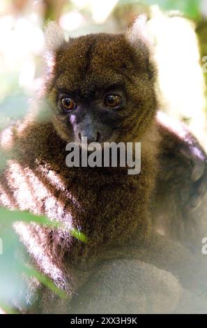 Großer Bambuslemur (Hapalemur simus) im Ranomafana-Nationalpark, Madagaskar. Stockfoto