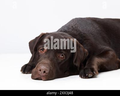 Brauner trauriger labrador-Retriever auf weißem Hintergrund. Haustier im Studio Stockfoto