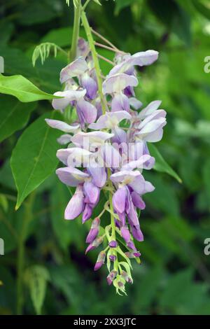 Schöner und hell blühender Frühling, Sommerblumen. Rosafarbene, weiße kleine Knospen, Akazienbäumchen mit grünen Blättern und Stämmen, die im gard wachsen Stockfoto