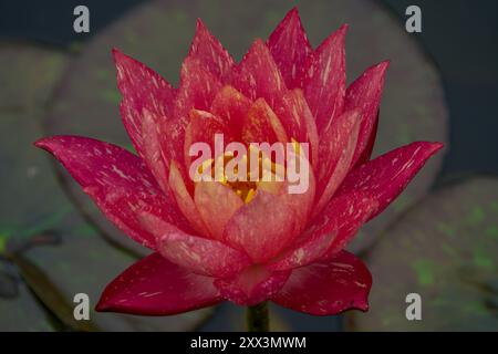 Üppig üppige rote gelbe Seerose aus nächster Nähe Stockfoto