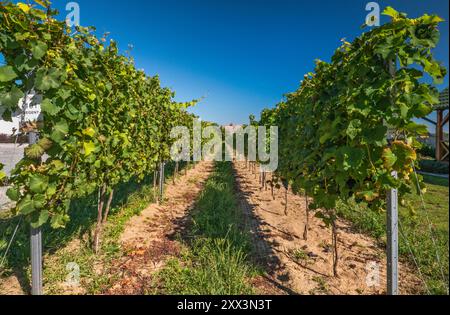 Weinberge im Weingut Anna im Dorf Krośnice, bei Milicz, Woiwodschaft Niederschlesien, Polen Stockfoto