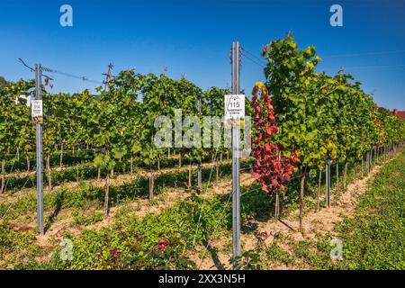 Weinberge im Weingut Anna im Dorf Krośnice, bei Milicz, Woiwodschaft Niederschlesien, Polen Stockfoto