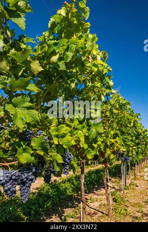 Cabernet Cortis Trauben, die auf der Weinrebe von Anna im Dorf Krośnice in der Nähe von Milicz, Woiwodschaft Niederschlesien, Polen, Reifen Stockfoto