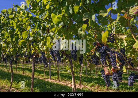 Cabernet Cortis Trauben, die auf der Weinrebe von Anna im Dorf Krośnice in der Nähe von Milicz, Woiwodschaft Niederschlesien, Polen, Reifen Stockfoto