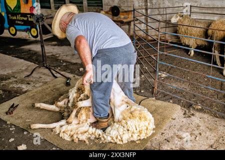 Shearer auf der Messe Vankleek Hill - c Stockfoto