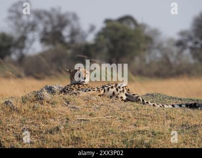 Gepard, das schnellste Landsäugetier der Welt. Hier ein Weibchen mit 5 gut gewachsenen Jungen in einem Gebiet mit anderen großen Raubtieren, Leoparden, wilden Hunden und Löwen! Stockfoto