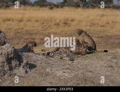 Gepard, das schnellste Landsäugetier der Welt. Hier ein Weibchen mit 5 gut gewachsenen Jungen in einem Gebiet mit anderen großen Raubtieren, Leoparden, wilden Hunden und Löwen! Stockfoto