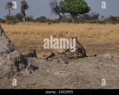 Gepard, das schnellste Landsäugetier der Welt. Hier ein Weibchen mit 5 gut gewachsenen Jungen in einem Gebiet mit anderen großen Raubtieren, Leoparden, wilden Hunden und Löwen! Stockfoto