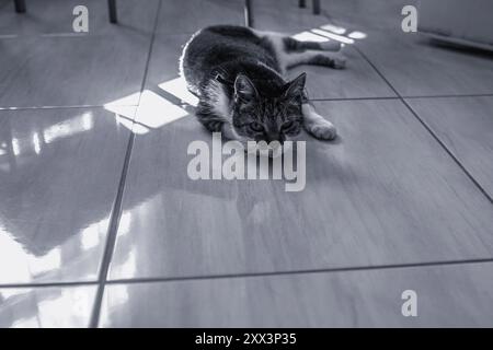 Katze, die sich an einem sonnigen Tag auf dem flachen Boden entspannt. Hochwertige Fotos Stockfoto