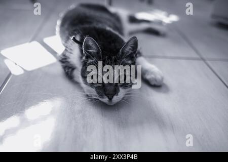 Katze, die sich an einem sonnigen Tag auf dem flachen Boden entspannt. Hochwertige Fotos Stockfoto