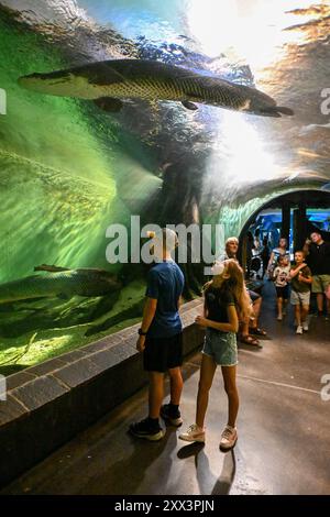 Arapaima gigas im Zoo Schönbrunn in Wien (Wien), Österreich, 17. August 2024. (CTK Photo/Vaclav Salek) Stockfoto