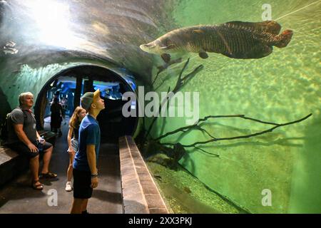 Arapaima gigas im Zoo Schönbrunn in Wien (Wien), Österreich, 17. August 2024. (CTK Photo/Vaclav Salek) Stockfoto
