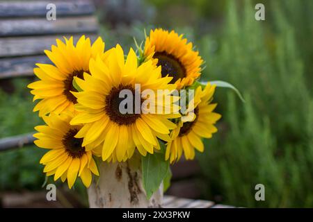 Sonnenblumen (helianthus) in einer Vase im Garten Stockfoto