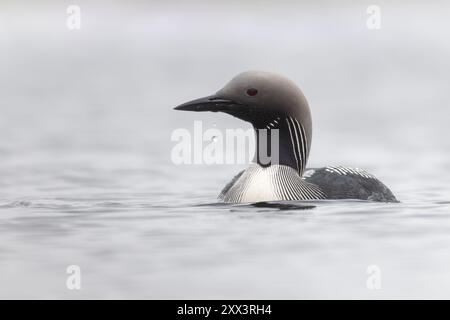 Schwarzkehlentaucher oder Arktischer Seetaucher (Gavia arctica) auf einem Moorloch in Benbecula, Äußere Hebriden, Schottland Stockfoto