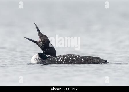 Großer Nordtaucher oder gewöhnlicher Seetaucher (Gavia immer), Shetland, Schottland Stockfoto