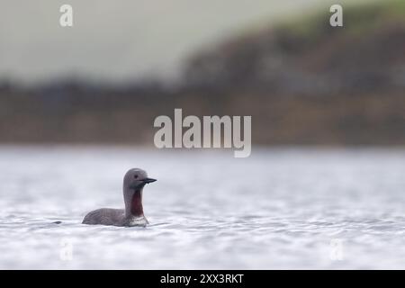 Rotschlauchtaucher oder Seetaucher (Gavia stellata) schwimmen auf einem Loch in Shetland, Schottland Stockfoto