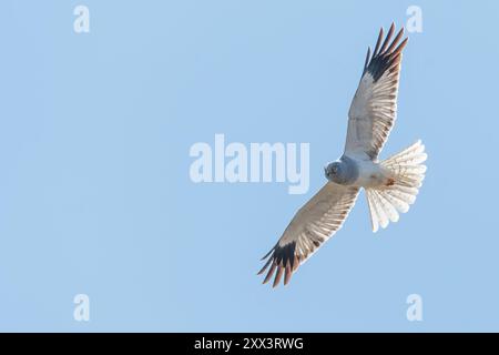 Männliche Henne Harrier (Circus cyaneus), Benbecula, Äußere Hebriden, Schottland Stockfoto