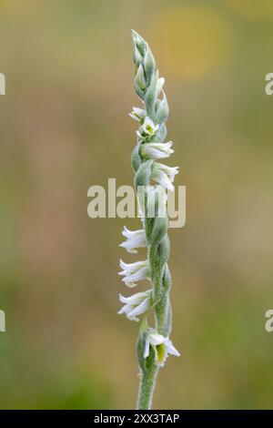 Herbstdfrauen (Spiranthes spiralis) Wildblume in Berkshire, England, Großbritannien Stockfoto