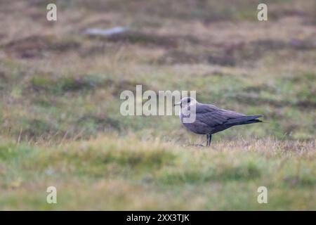 Arktische Skua oder parasitäre jaeger (Stercorarius parasiticus) auf den Mooren, Shetland Stockfoto