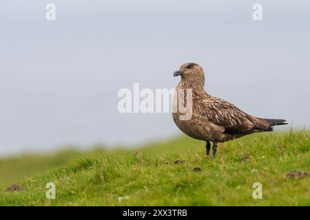 Great Skua, oder Bonxie (Stercorarius skua), Unst, Shetland Stockfoto